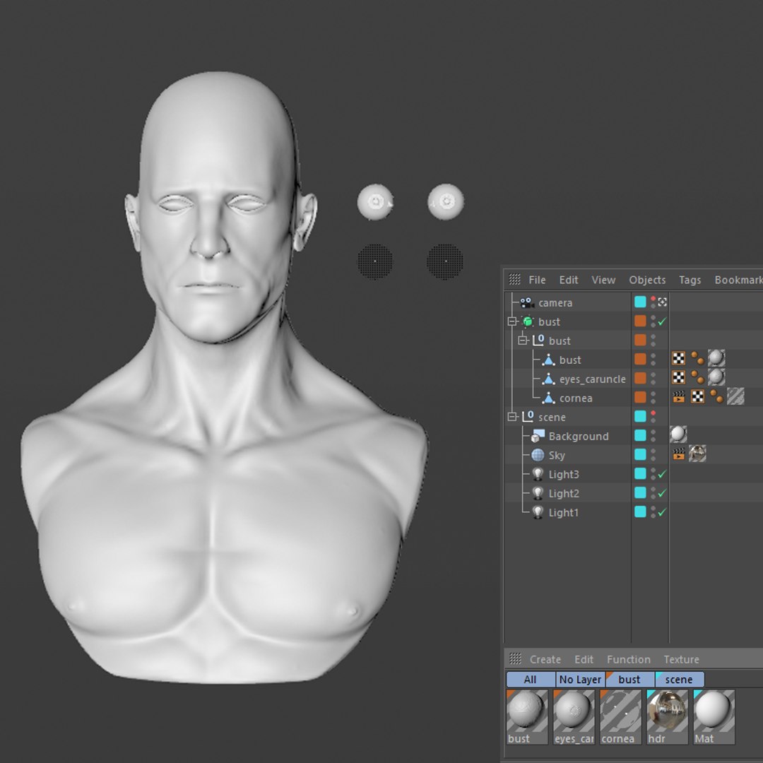 3d Male Bust Model