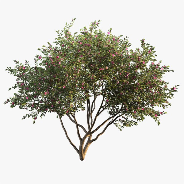 3D Модель Camellia - TurboSquid 1903358