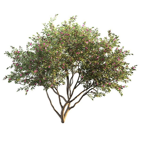 3D Модель Camellia - TurboSquid 1903358