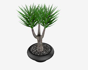 Yucca