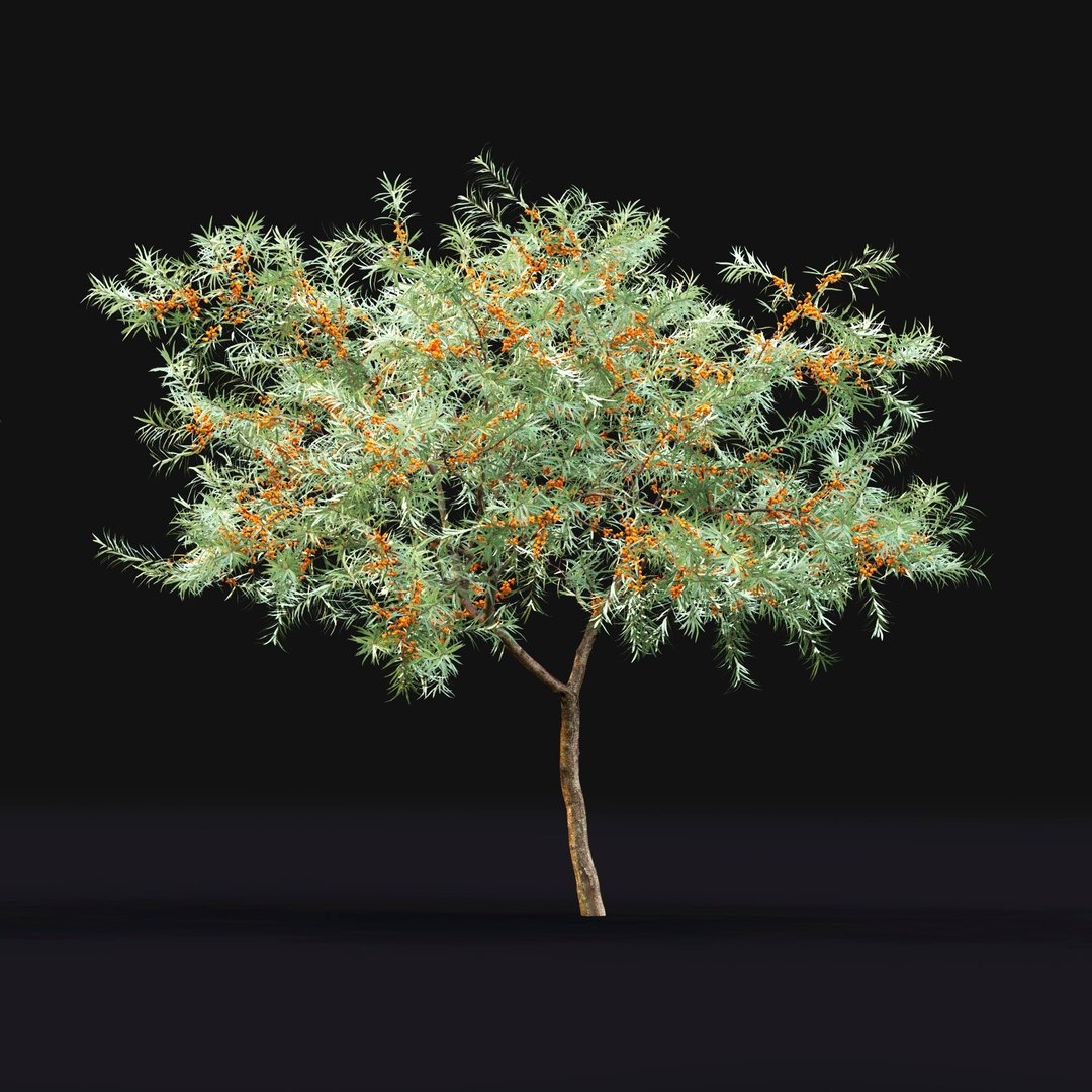 3D buckthorn trees hippophae 1 https://p.turbosquid.com/ts-thumb/L5/MJu83X/3EUmdKKR/4/jpg/1588833678/1920x1080/fit_q87/aa57b3954b205a29730a12445fccb254542cc7aa/4.jpg