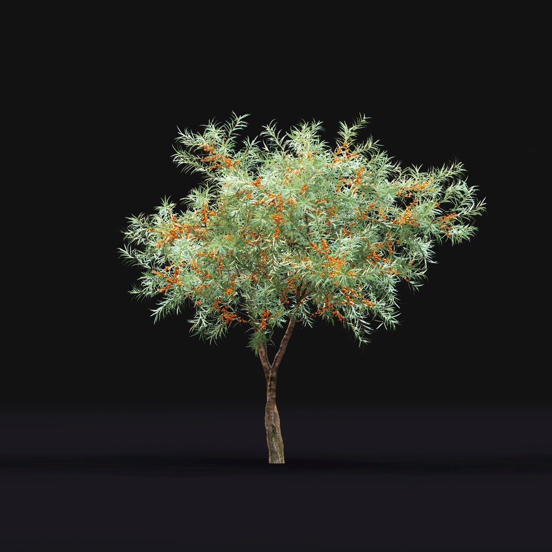 3D buckthorn trees hippophae 1 https://p.turbosquid.com/ts-thumb/L5/MJu83X/InxftyJQ/3/jpg/1588833654/1920x1080/fit_q87/cdb6dbde3d56892f0ad72f4d9211bc382490d927/3.jpg