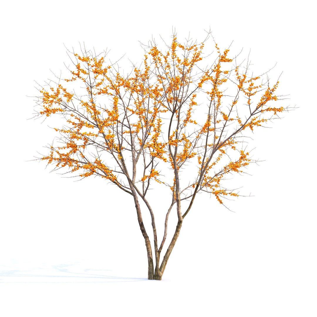 3D buckthorn trees hippophae 1 https://p.turbosquid.com/ts-thumb/L5/MJu83X/gJCLYSxF/6/jpg/1588833731/1920x1080/fit_q87/a67b39542c983bf6230fce1283fc3a0c0a39f06d/6.jpg