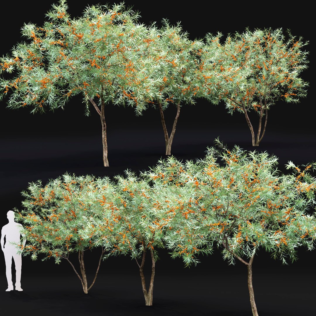 3D buckthorn trees hippophae 1 https://p.turbosquid.com/ts-thumb/L5/MJu83X/uLWV1ulY/5/jpg/1588833698/1920x1080/fit_q87/eee8cd73746e7444594176903571b25bd5b5e306/5.jpg