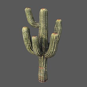 3D Desert Sentinel  Realistic Low Poly Cactus 4K PBR Textures  Game Ready