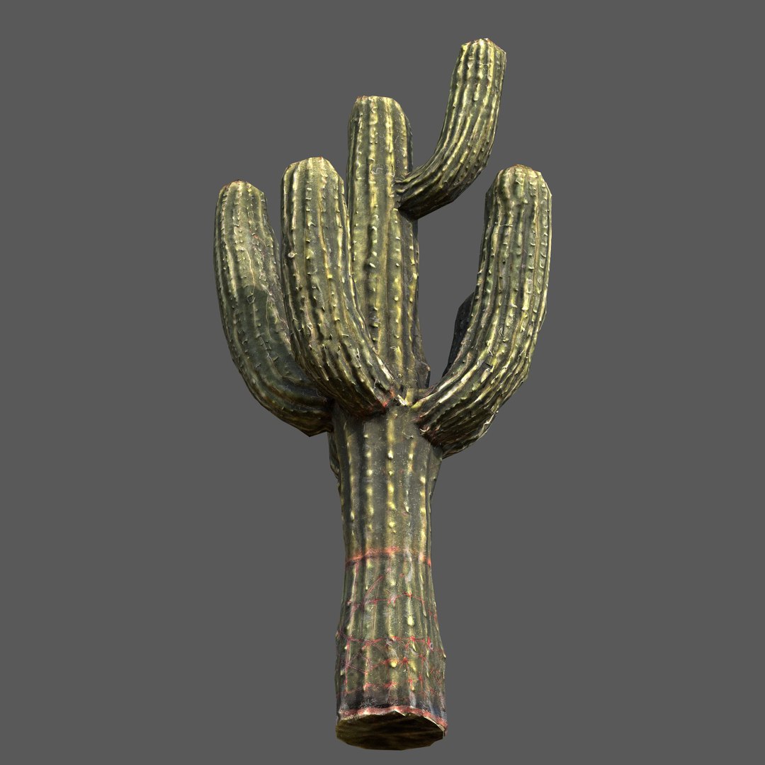 3D Desert Sentinel  Realistic Low Poly Cactus 4K PBR Textures  Game Ready https://p.turbosquid.com/ts-thumb/L5/X49SeG/QE/r3/jpg/1760721431/1920x1080/fit_q87/ab27799a369d9bc53d4096fa89b5778c32eacf31/r3.jpg