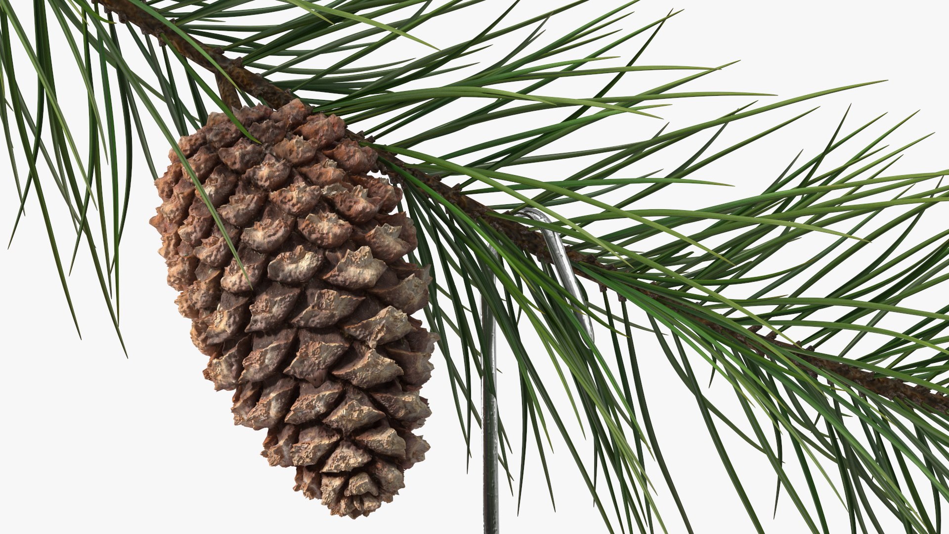 Coronavirus Ornament Christmas Branch model https://p.turbosquid.com/ts-thumb/L5/YkX0A3/4q/coronavirusornamentchristmasbranch3dmodel016/jpg/1641770958/1920x1080/fit_q87/ba4aa84c839df4cc8d0eb78d4414f30c100c8e85/coronavirusornamentchristmasbranch3dmodel016.jpg