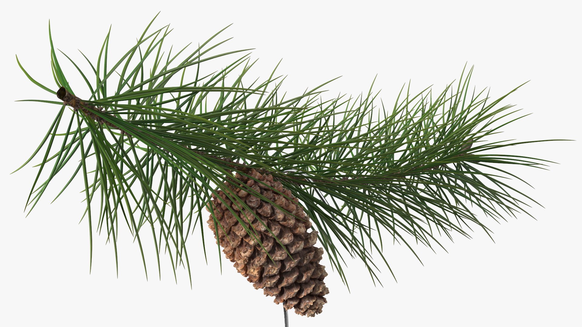 Coronavirus Ornament Christmas Branch model https://p.turbosquid.com/ts-thumb/L5/YkX0A3/O9/coronavirusornamentchristmasbranch3dmodel015/jpg/1641770955/1920x1080/fit_q87/922f34397733b6baa05cd2f6c665e817f75940fa/coronavirusornamentchristmasbranch3dmodel015.jpg