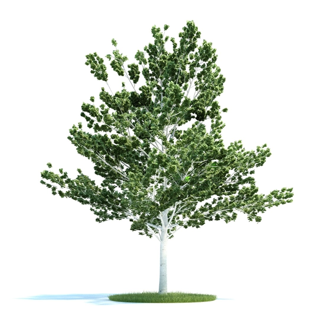 Серая береза. Деревья для моделирования. Береза 3d модель. Деревья model. Дерево 3д модель