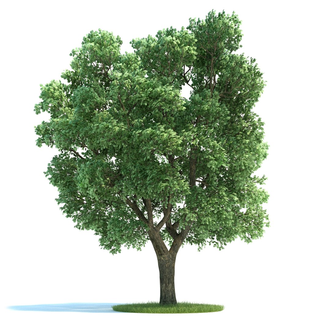 3d archmodels vol 58 trees model