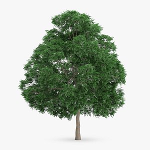swedish whitebeam tree 15 3d model