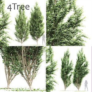 4 Diffrent Tree Carpinus Betulus Broadleaf Windy 3D