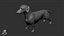 Dachshund Real-Time