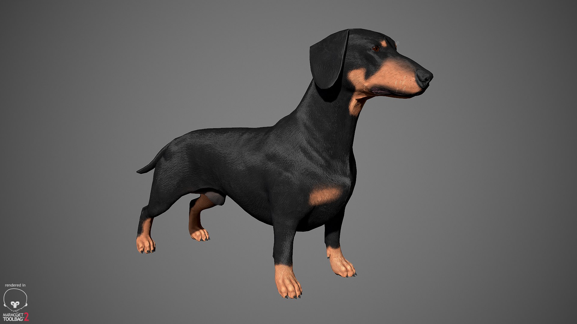 realistic dachshund real-time real time 3ds https://p.turbosquid.com/ts-thumb/L6/Bp36BB/3tkKtDMl/dachshund_by_alexlashko_marmoset_01/jpg/1477031085/1920x1080/fit_q87/d2fc98650cd37c1fed1a51e676384550d5679515/dachshund_by_alexlashko_marmoset_01.jpg