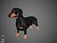 Dachshund Real-Time