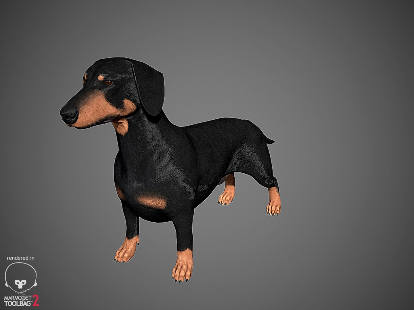 realistic dachshund real-time real time 3ds https://p.turbosquid.com/ts-thumb/L6/Bp36BB/6GlT1ZfP/dachshund_by_alexlashko_color/jpg/1477327046/1920x1080/turn_fit_q99/b05ea15e39a937603714865343ff41e05872aadd/dachshund_by_alexlashko_color-1.jpg