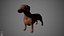 Dachshund Real-Time