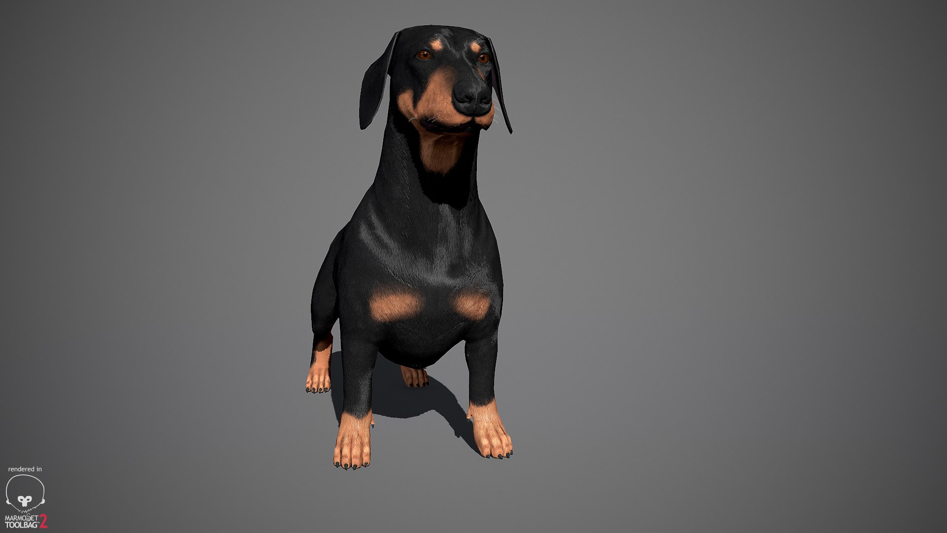 realistic dachshund real-time real time 3ds https://p.turbosquid.com/ts-thumb/L6/Bp36BB/Cwif902E/dachshund_by_alexlashko_marmoset_14/jpg/1477031085/1920x1080/fit_q87/47ce33138715f9c2c204c35e164a287d64a3b919/dachshund_by_alexlashko_marmoset_14.jpg