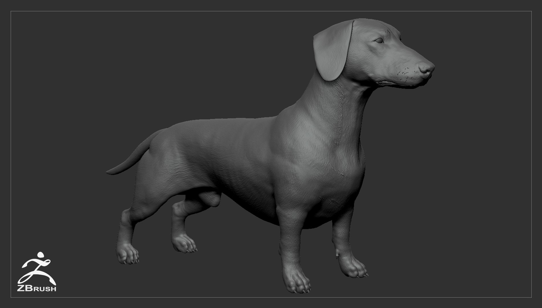 realistic dachshund real-time real time 3ds https://p.turbosquid.com/ts-thumb/L6/Bp36BB/Cy67dAWw/dachshund_by_alexlashko_zbrush_01/jpg/1477032229/1920x1080/fit_q87/4fe6cbb9d2955d160d664c7ef16a15cddd2a97d9/dachshund_by_alexlashko_zbrush_01.jpg