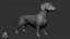 Dachshund Real-Time