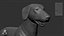 Dachshund Real-Time