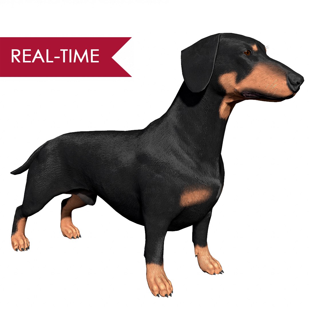 realistic dachshund real-time real time 3ds https://p.turbosquid.com/ts-thumb/L6/Bp36BB/FrD8dv1t/dachshund_by_alexlashko_realtime/jpg/1477032043/1920x1080/fit_q87/5dd1d831895b3f74947d30287f012a7ddbe97ce3/dachshund_by_alexlashko_realtime.jpg