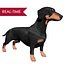 Dachshund Real-Time