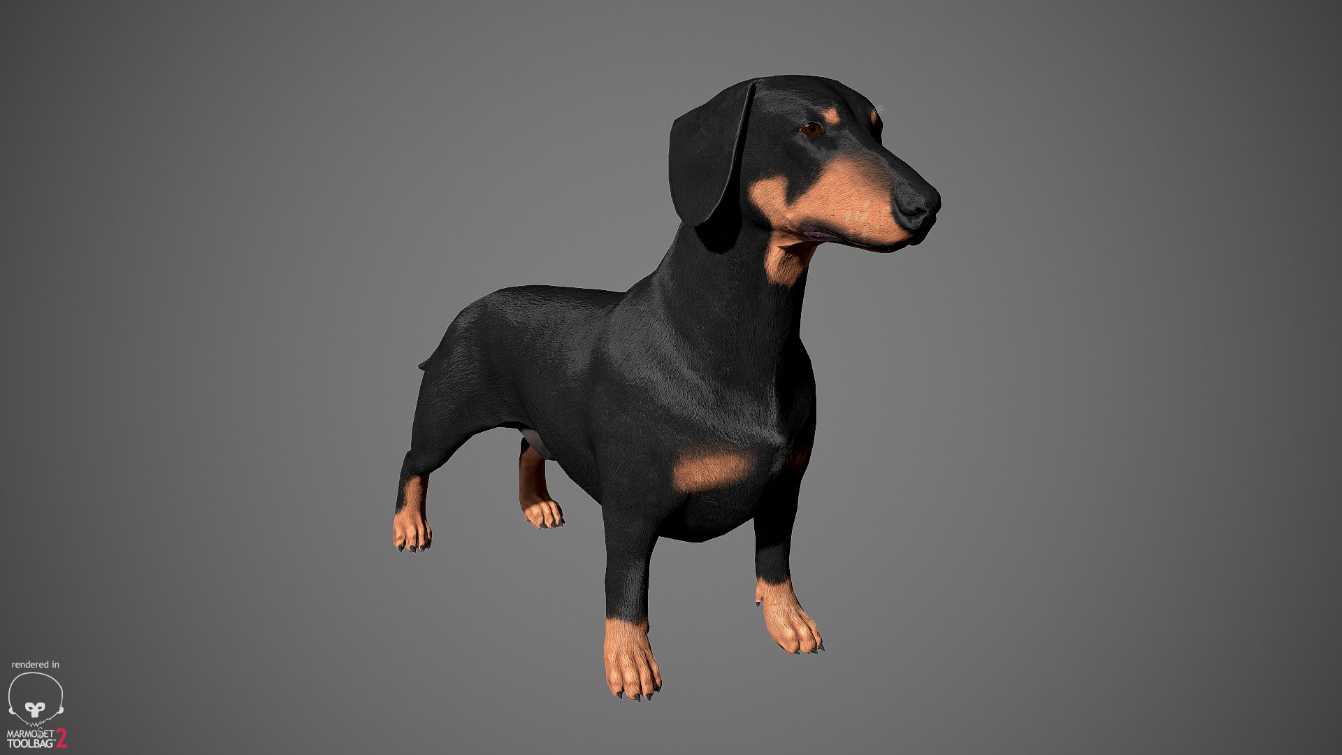 realistic dachshund real-time real time 3ds https://p.turbosquid.com/ts-thumb/L6/Bp36BB/HeYwiFqQ/dachshund_by_alexlashko_marmoset_02/jpg/1477031085/1920x1080/fit_q87/67b8bfda65b3ea08bd12ad79e59f29cd1ce2dddb/dachshund_by_alexlashko_marmoset_02.jpg