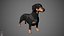 Dachshund Real-Time