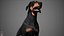Dachshund Real-Time