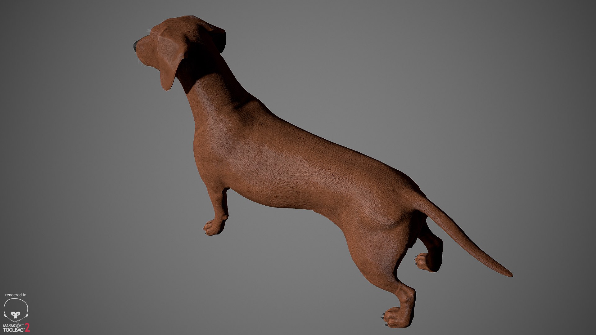 realistic dachshund real-time real time 3ds https://p.turbosquid.com/ts-thumb/L6/Bp36BB/KK1fXr3u/dachshund_by_alexlashko_marmoset_23/jpg/1477031085/1920x1080/fit_q87/16bf4df6901ba01e36fe0e8efe9d3e52e031ffbe/dachshund_by_alexlashko_marmoset_23.jpg