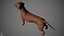 Dachshund Real-Time