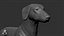 Dachshund Real-Time