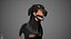 Dachshund Real-Time