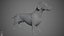 Dachshund Real-Time
