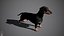 Dachshund Real-Time