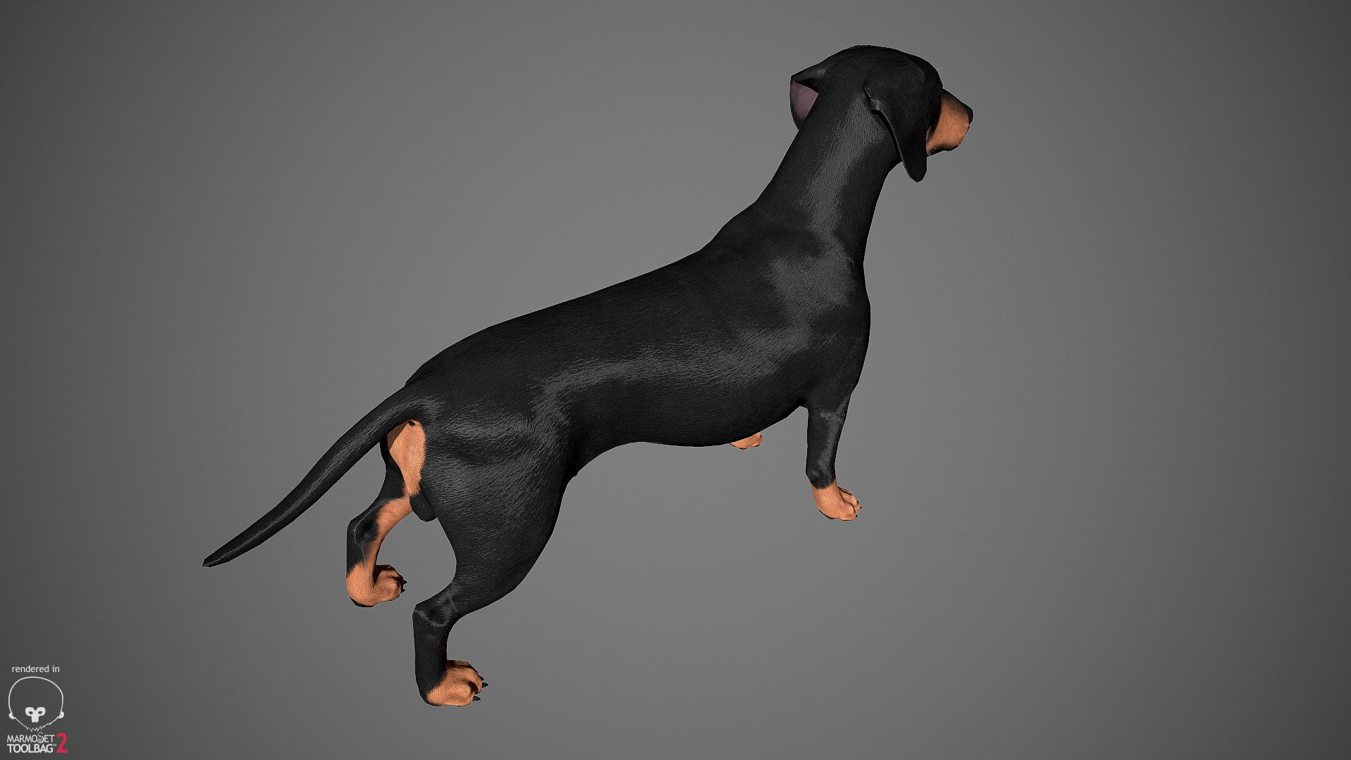realistic dachshund real-time real time 3ds https://p.turbosquid.com/ts-thumb/L6/Bp36BB/V6fpjLag/dachshund_by_alexlashko_marmoset_08/jpg/1477031085/1920x1080/fit_q87/8c844ccc6e912fef4f15dd94ff3c2caaee483b0b/dachshund_by_alexlashko_marmoset_08.jpg