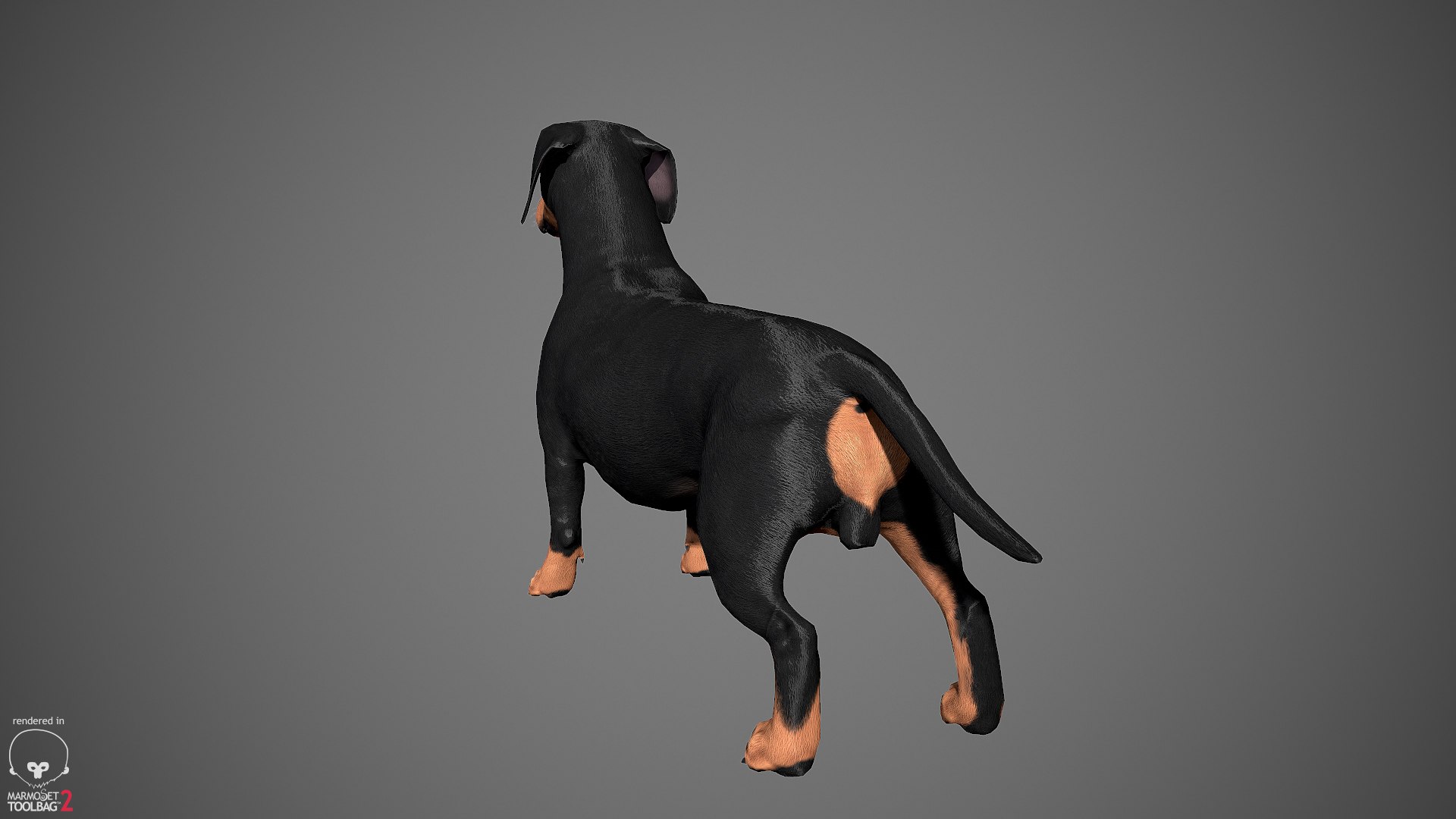 realistic dachshund real-time real time 3ds https://p.turbosquid.com/ts-thumb/L6/Bp36BB/W3hyvD5m/dachshund_by_alexlashko_marmoset_07/jpg/1477031085/1920x1080/fit_q87/142bce79f74ca8c08a33bf6a544e4914fd386658/dachshund_by_alexlashko_marmoset_07.jpg