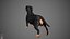 Dachshund Real-Time