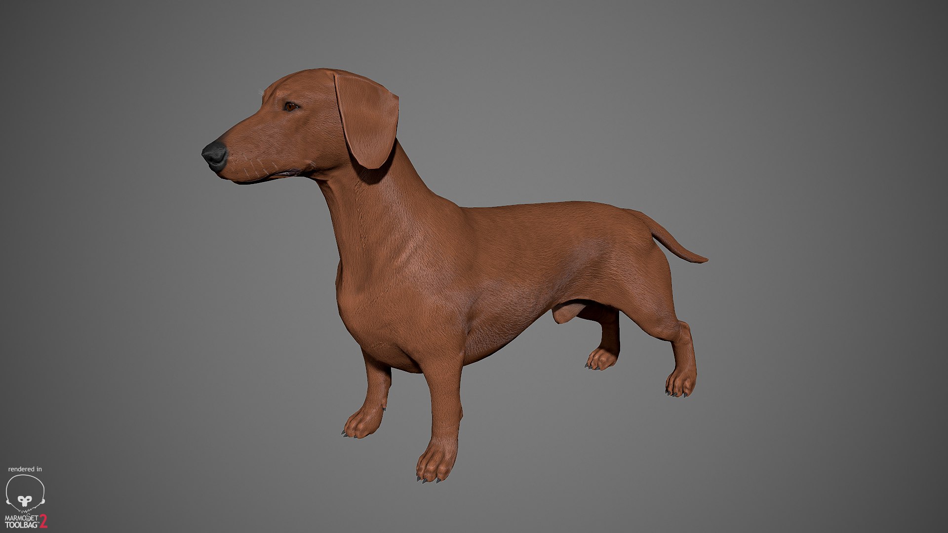 realistic dachshund real-time real time 3ds https://p.turbosquid.com/ts-thumb/L6/Bp36BB/WtdeaWrd/dachshund_by_alexlashko_marmoset_22/jpg/1477031085/1920x1080/fit_q87/1a46f5fc7d66cd150e6bd108dfcd2c66b67c3cde/dachshund_by_alexlashko_marmoset_22.jpg
