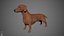 Dachshund Real-Time
