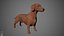 Dachshund Real-Time