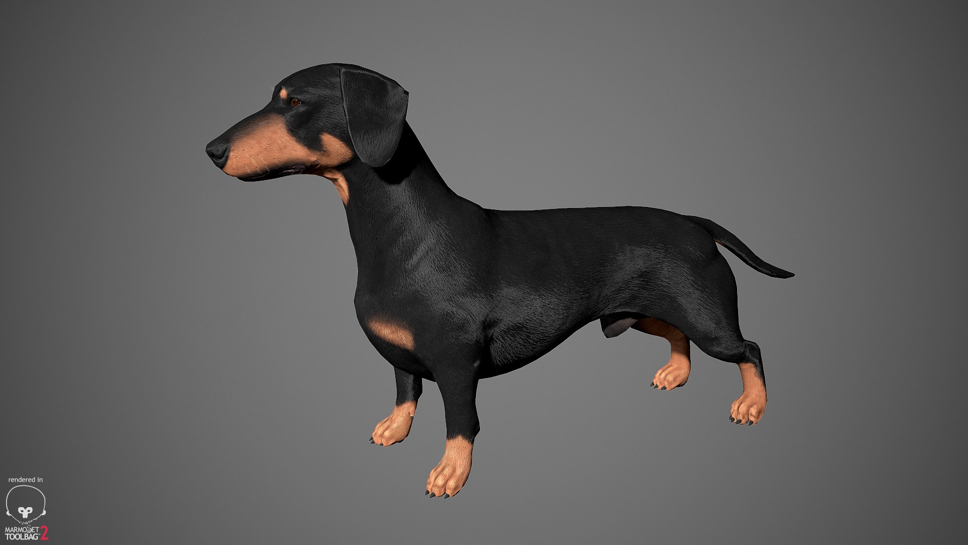 realistic dachshund real-time real time 3ds https://p.turbosquid.com/ts-thumb/L6/Bp36BB/abFowdNA/dachshund_by_alexlashko_marmoset_05/jpg/1477031085/1920x1080/fit_q87/fdf4039f52b2f222465ecf4abcac7dce868a119e/dachshund_by_alexlashko_marmoset_05.jpg