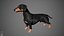 Dachshund Real-Time
