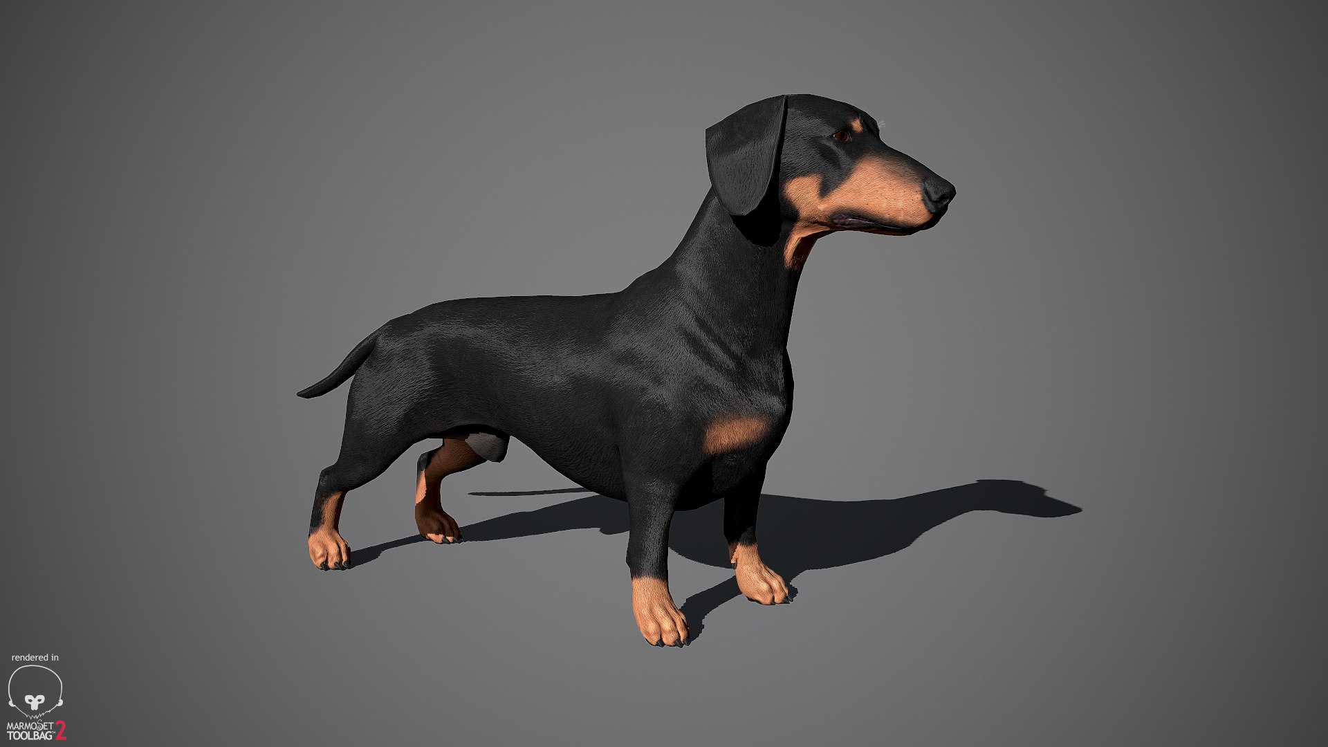 realistic dachshund real-time real time 3ds https://p.turbosquid.com/ts-thumb/L6/Bp36BB/fSAk8Cji/dachshund_by_alexlashko_marmoset_11/jpg/1477031085/1920x1080/fit_q87/74757a34284541002778f282ab3219c17081788d/dachshund_by_alexlashko_marmoset_11.jpg