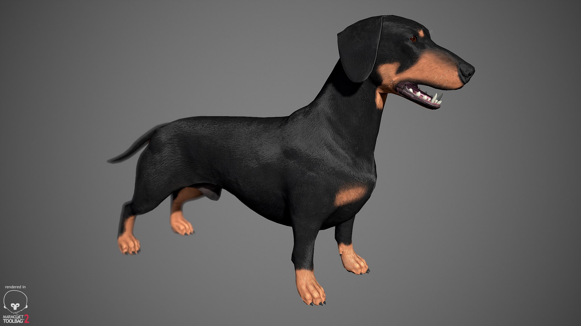 realistic dachshund real-time real time 3ds https://p.turbosquid.com/ts-thumb/L6/Bp36BB/gswqU9hu/dachshund_by_alexlashko_marmoset_18/jpg/1477031085/1920x1080/fit_q87/0648ade4f65810ba04178d032567cf453f99c148/dachshund_by_alexlashko_marmoset_18.jpg
