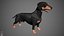 Dachshund Real-Time
