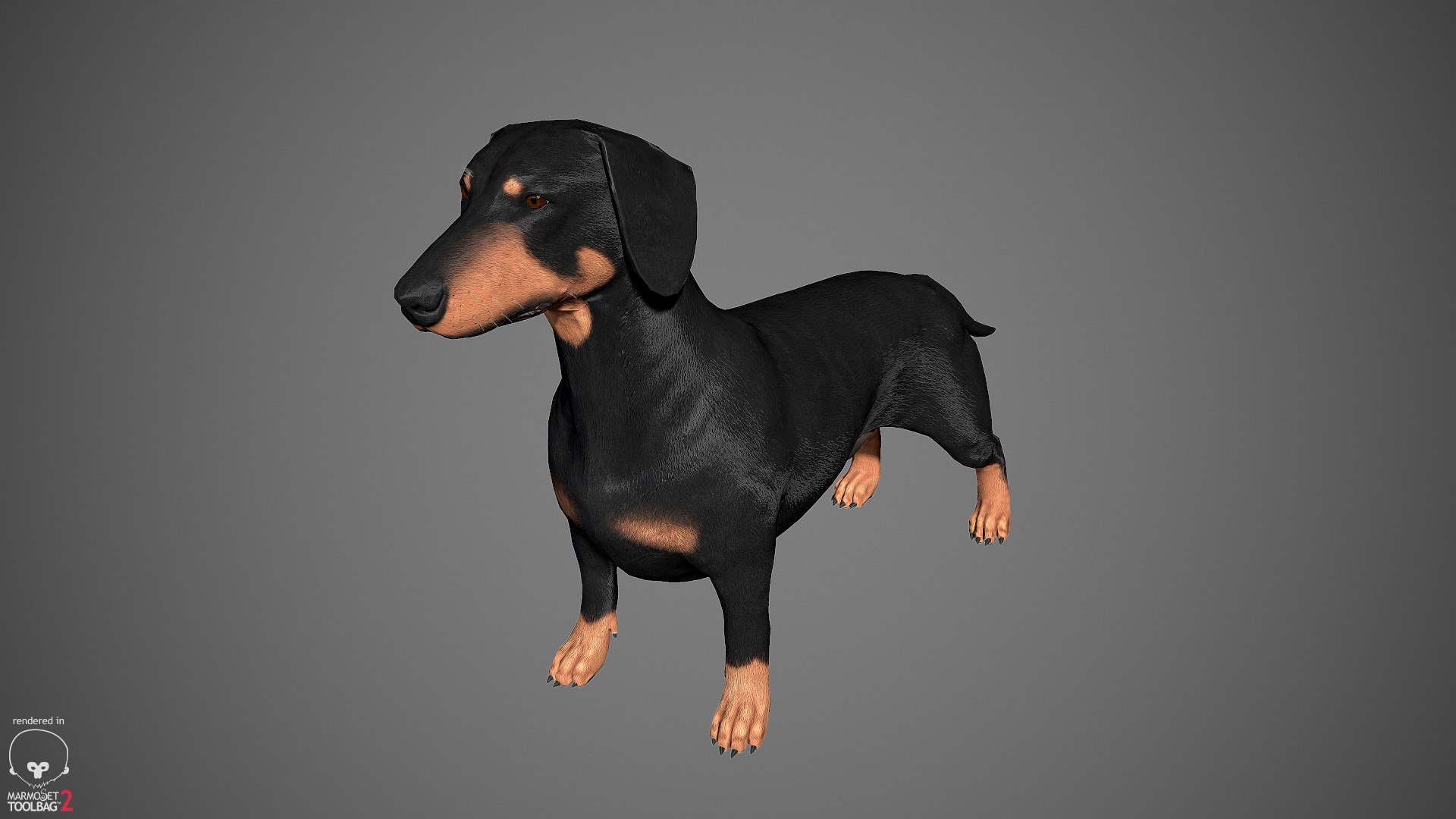 realistic dachshund real-time real time 3ds https://p.turbosquid.com/ts-thumb/L6/Bp36BB/jGwtY1mw/dachshund_by_alexlashko_marmoset_04/jpg/1477031085/1920x1080/fit_q87/9ef9bf9a628d696d24fb1d8fec2d03c9dab24371/dachshund_by_alexlashko_marmoset_04.jpg