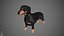 Dachshund Real-Time