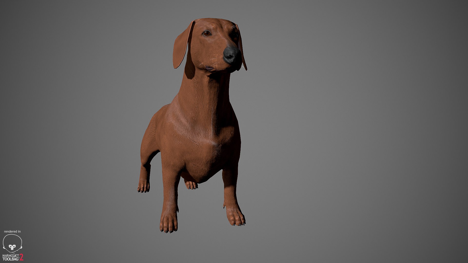 realistic dachshund real-time real time 3ds https://p.turbosquid.com/ts-thumb/L6/Bp36BB/jZDEg2n9/dachshund_by_alexlashko_marmoset_20/jpg/1477031085/1920x1080/fit_q87/437506c96d1e1b6f54bb2645e3391c2851f05ab2/dachshund_by_alexlashko_marmoset_20.jpg